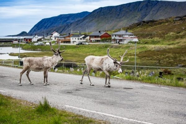 Renntiere-am-Nordkap_20191127-800x600